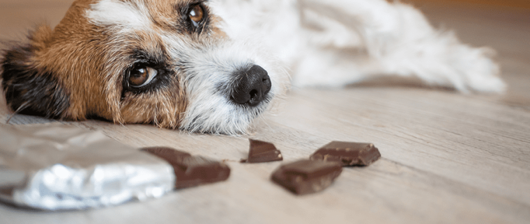 chocolat chien